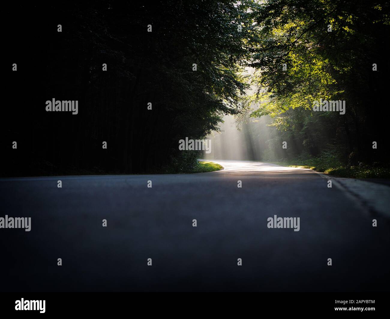 Beautiful scenery of a path with bright sun rays falling through a ...
