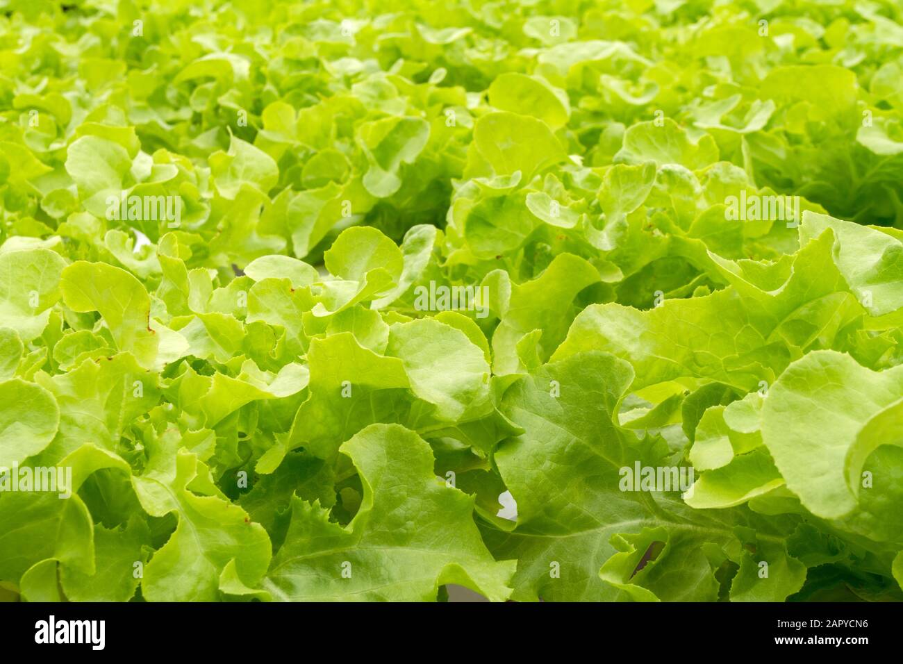 Hydroponics method of growing plants using mineral nutrient solutions