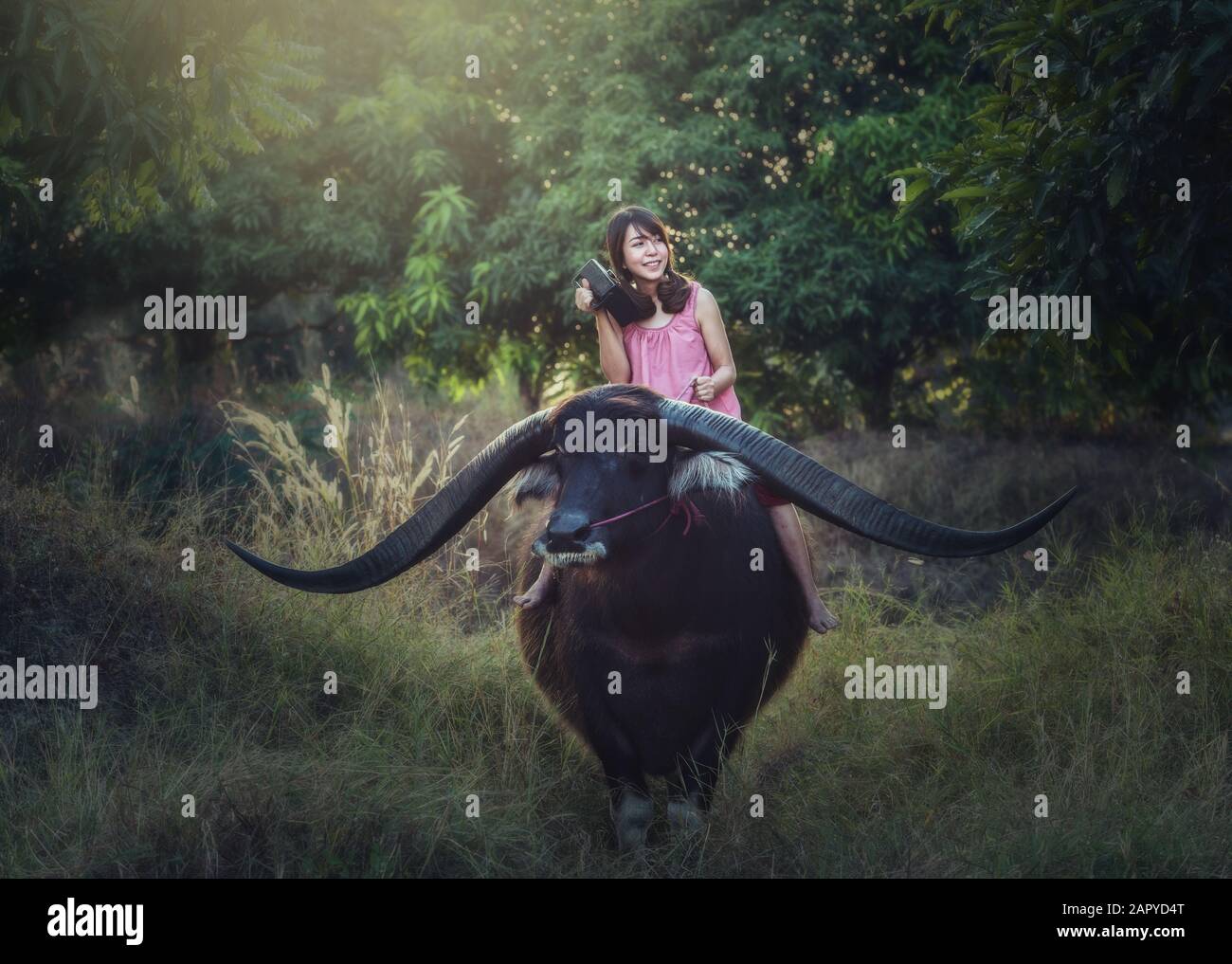 Asian woman riding buffalo with radio Stock Photo - Alamy