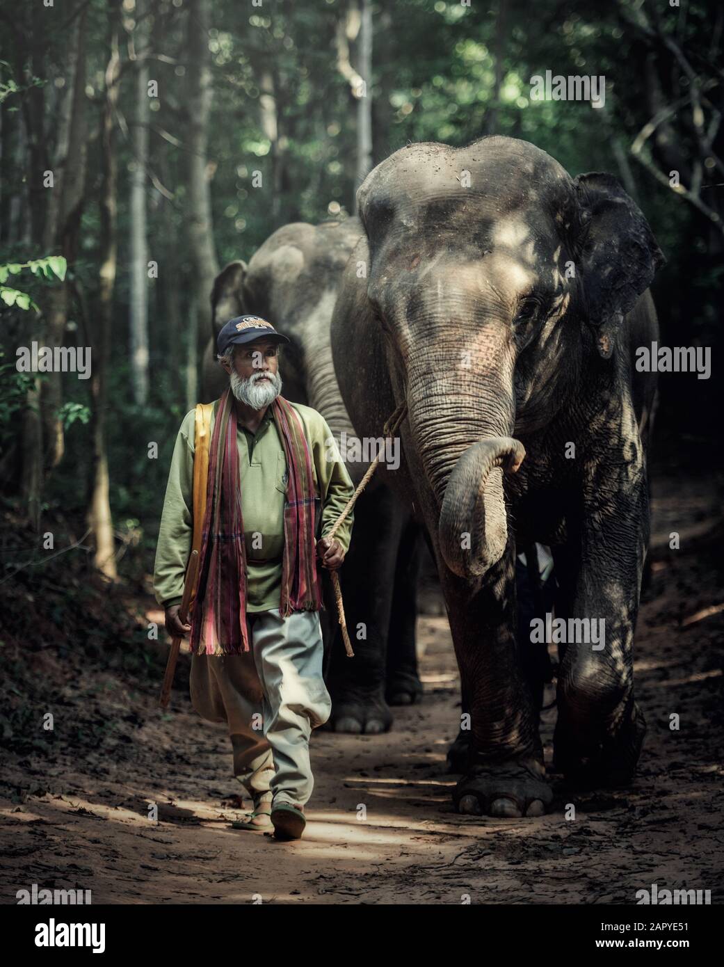 SURIN, THAILAND - OCT 23, 2015: A mahout walking with his elephant to go back home after bathing his elephant at a local lake. Ban Ta Klang is a well- Stock Photo