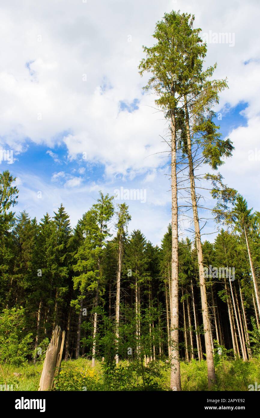 Low angle shot of high trees with a white cloudy sky in the background Stock Photo
