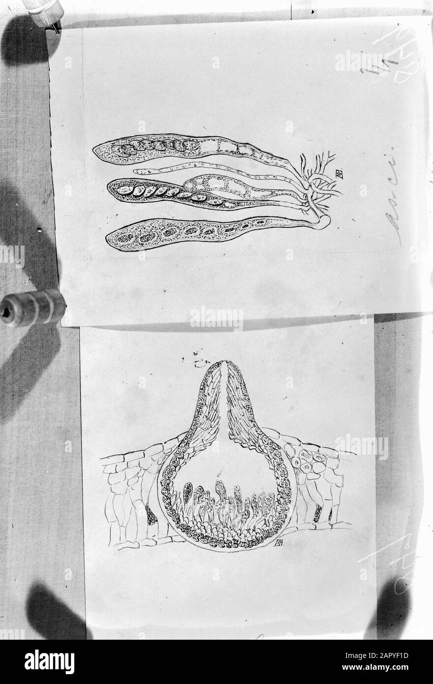 drawings, perithecium, asci Date: undated Location: Netherlands Keywords: drawings Personal name: asci, perithecium Stock Photo