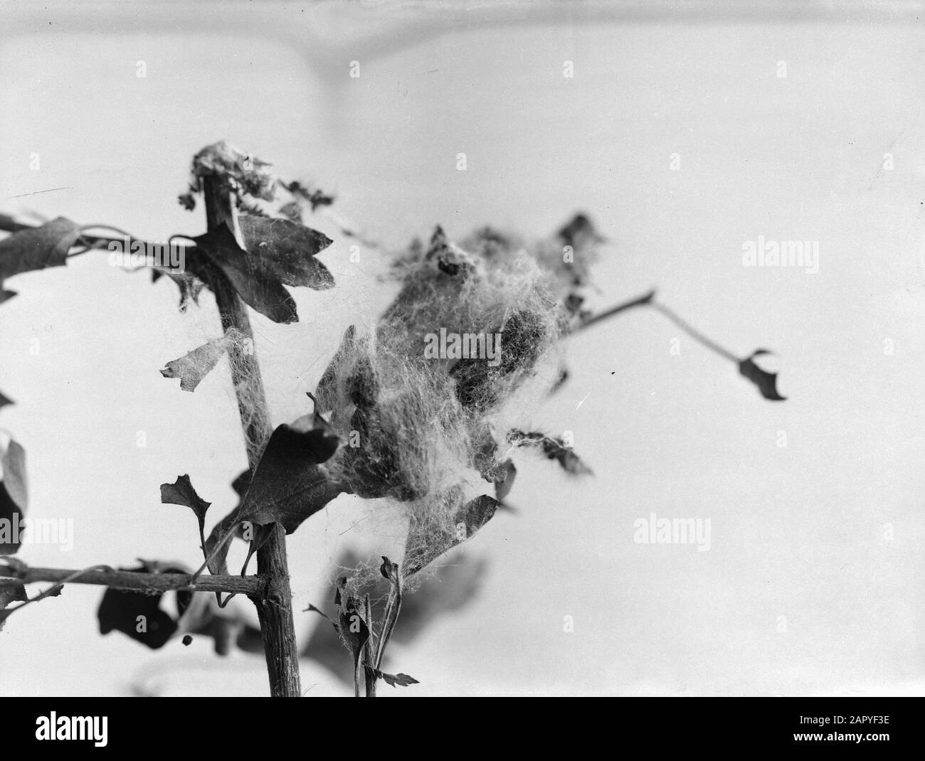 Butterfly cocoons Black and White Stock Photos & Images Alamy