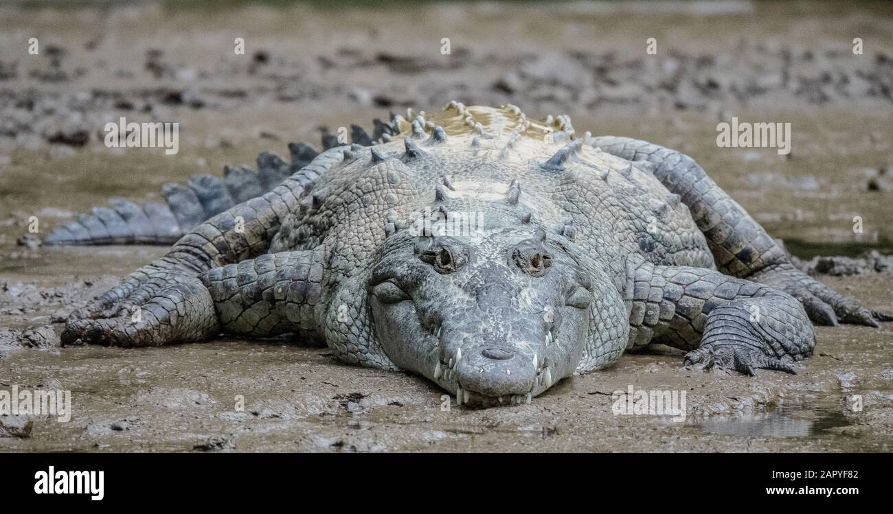 Closeup shot of a grey crocodile lying on mud during daytime Stock Photo