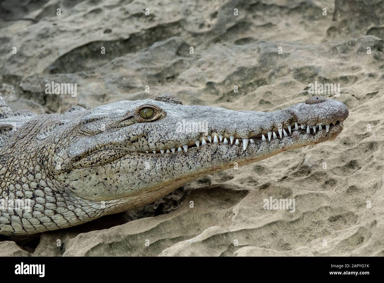 Close angle shot of a part of a crocodile's head put on sand Stock Photo