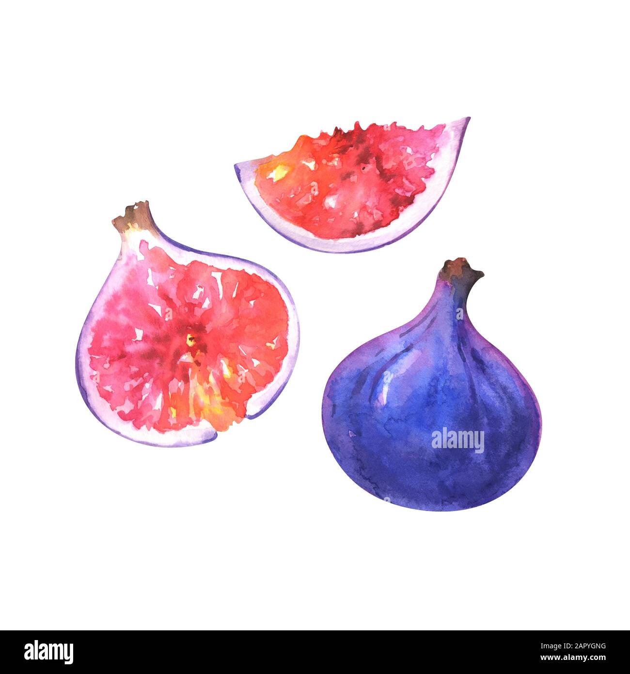 Watercolor illustration of fig Stock Photo Alamy