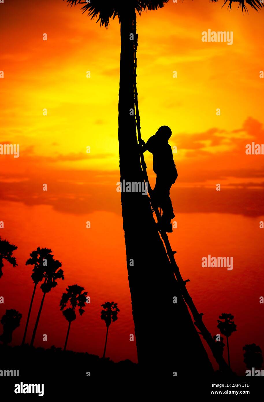 Man climbing a sugar palm tree to collect sap in the countryside outside of Ayutthaya Province, Thailand Stock Photo