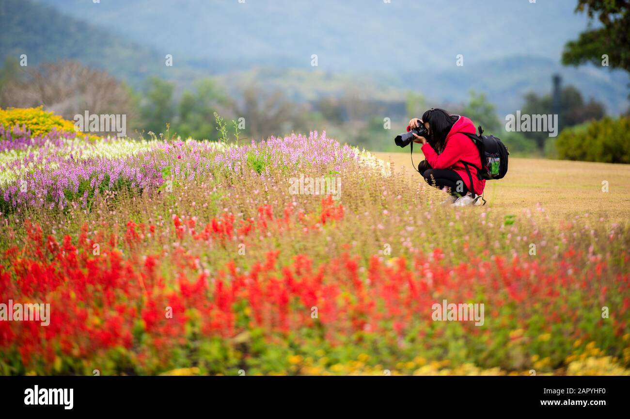 Beautiful woman taking photographs of flowers in a spring garden Stock Photo