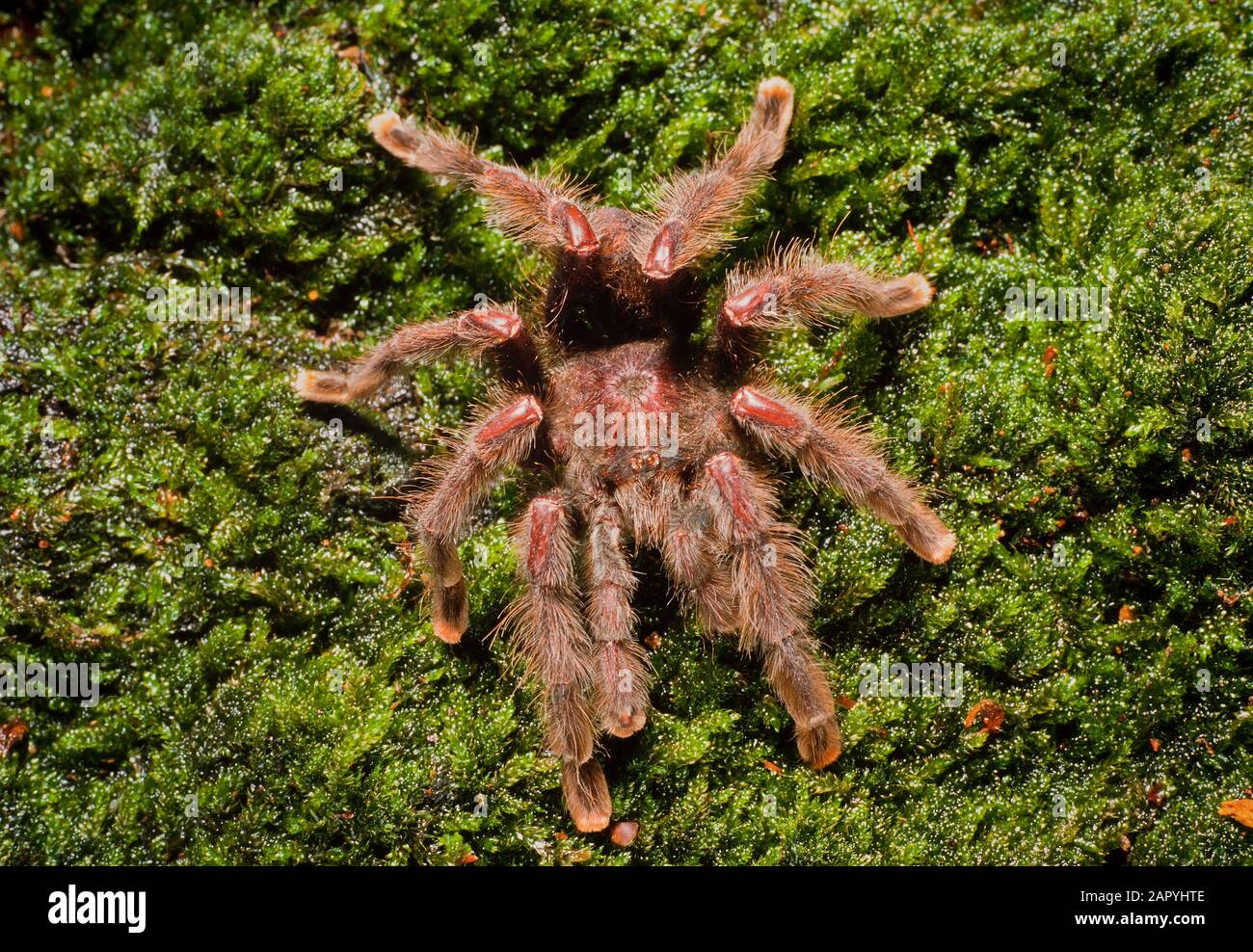 Tarantula spider, Aviculoria aviculaoria. On moss background. Dorsal view Stock Photo