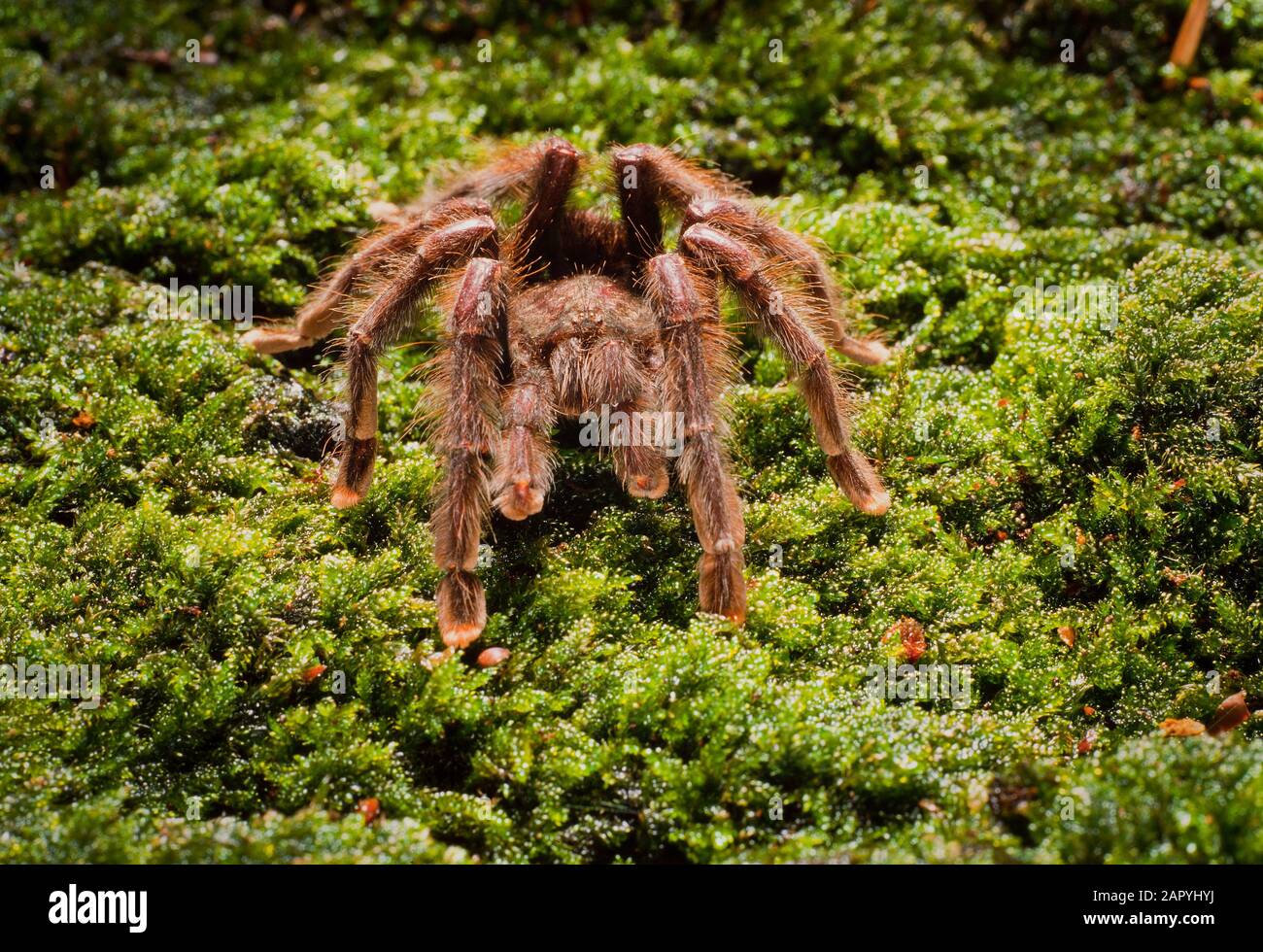 Tarantula spider, Aviculoria aviculaoria. On moss background Stock Photo