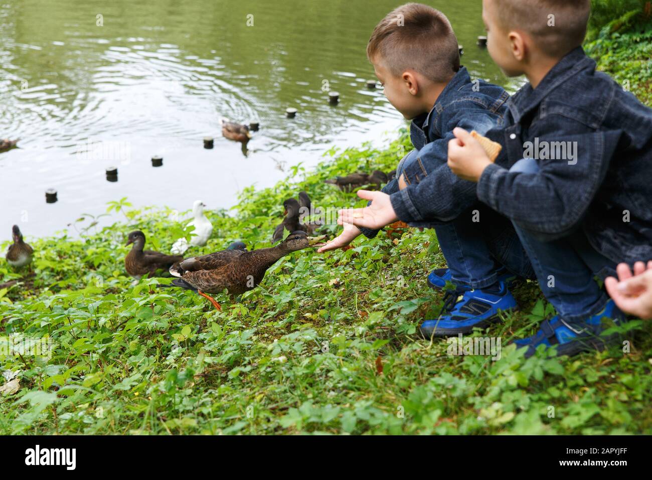 Two boys and their mother feeding ducks in the park Stock Photo Alamy