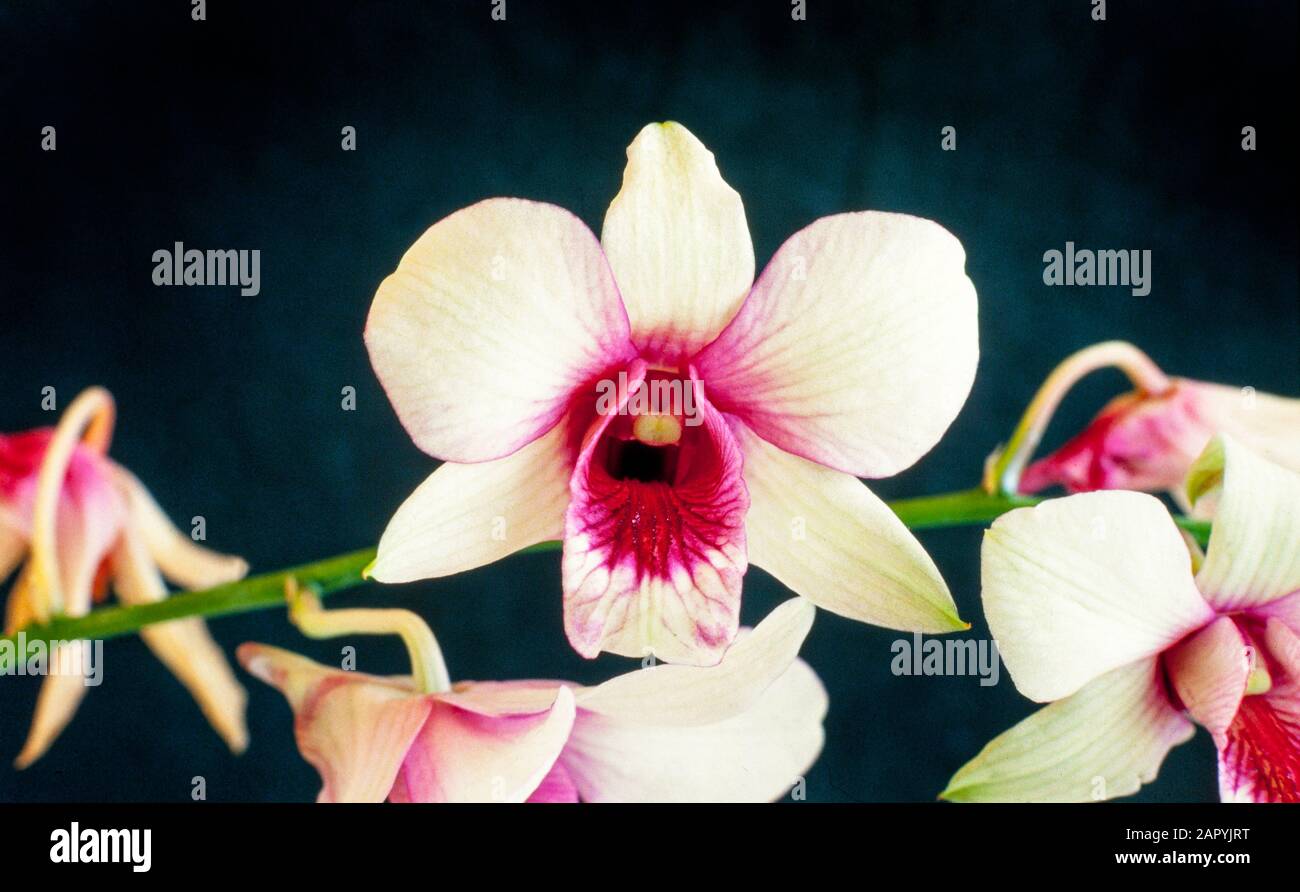 Tropical orchid bloom, Vanda sp. Singapore Stock Photo