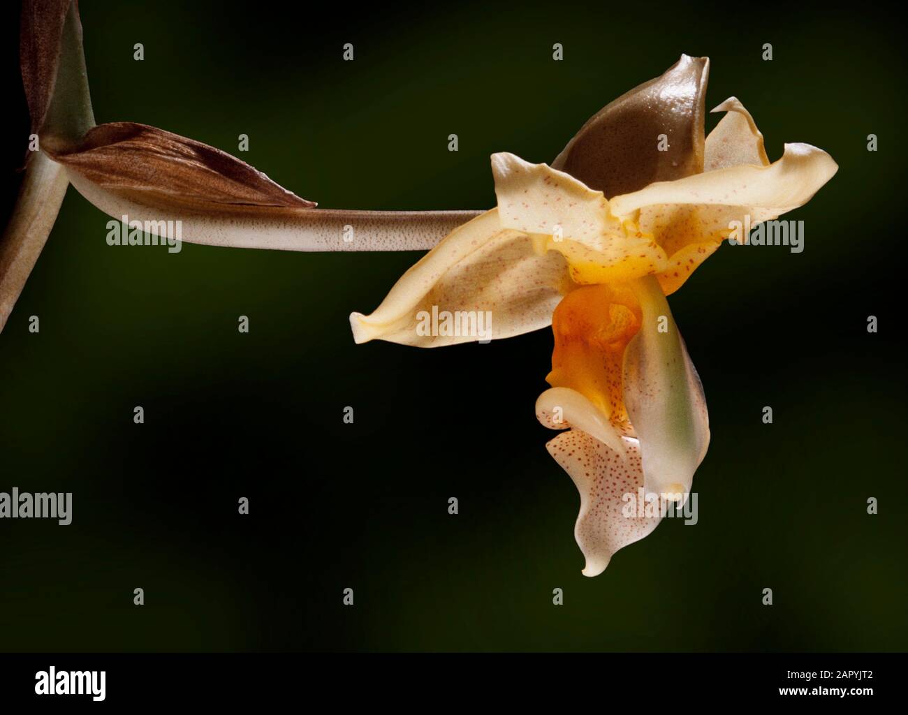 Tropical orchid bloom, Stanhopea ecornuta, Malaysia Stock Photo