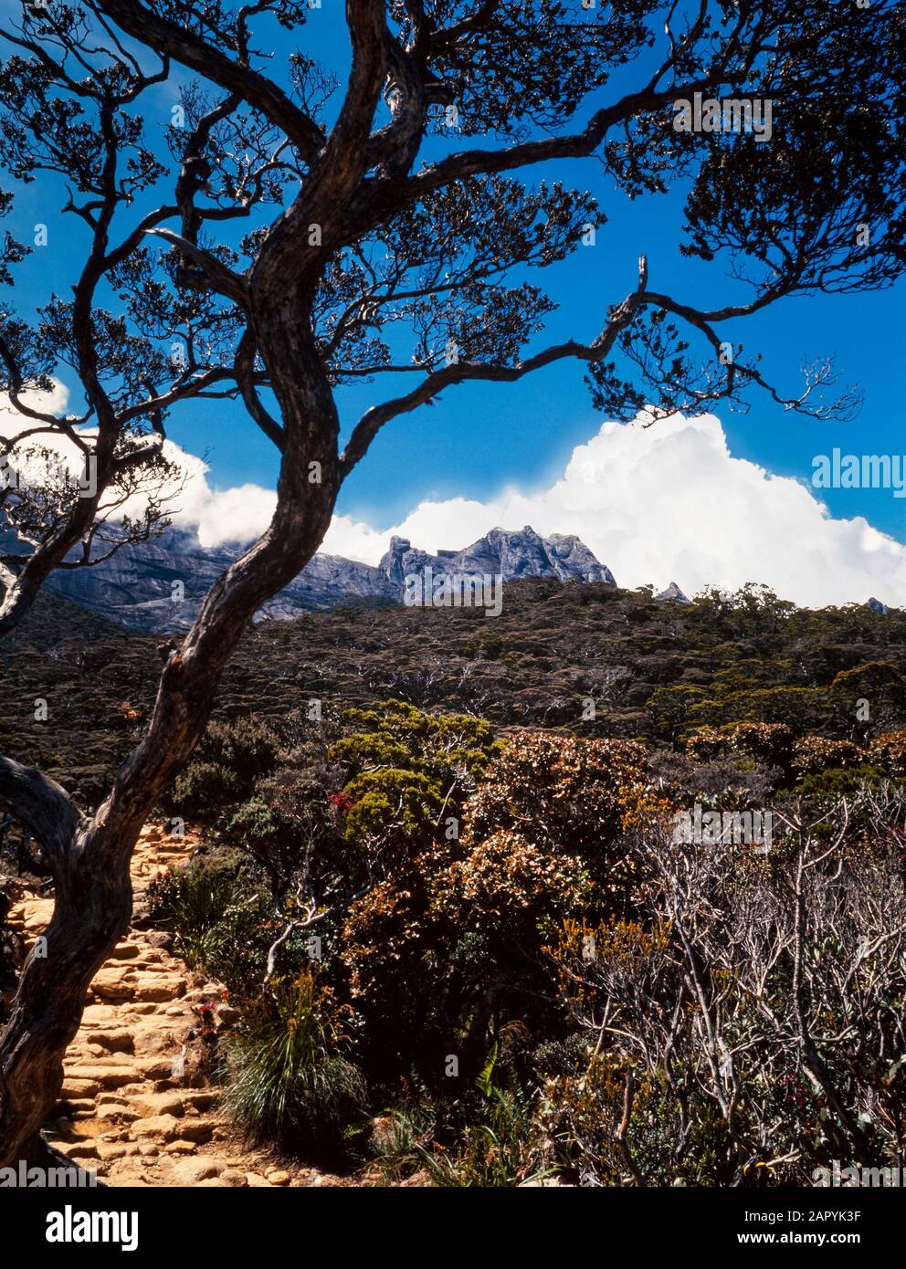 Mount Kinabalu National Park, Sabah, Malaysia. Summit trail, view of summit in the background, trail steps in foreground. Stock Photo