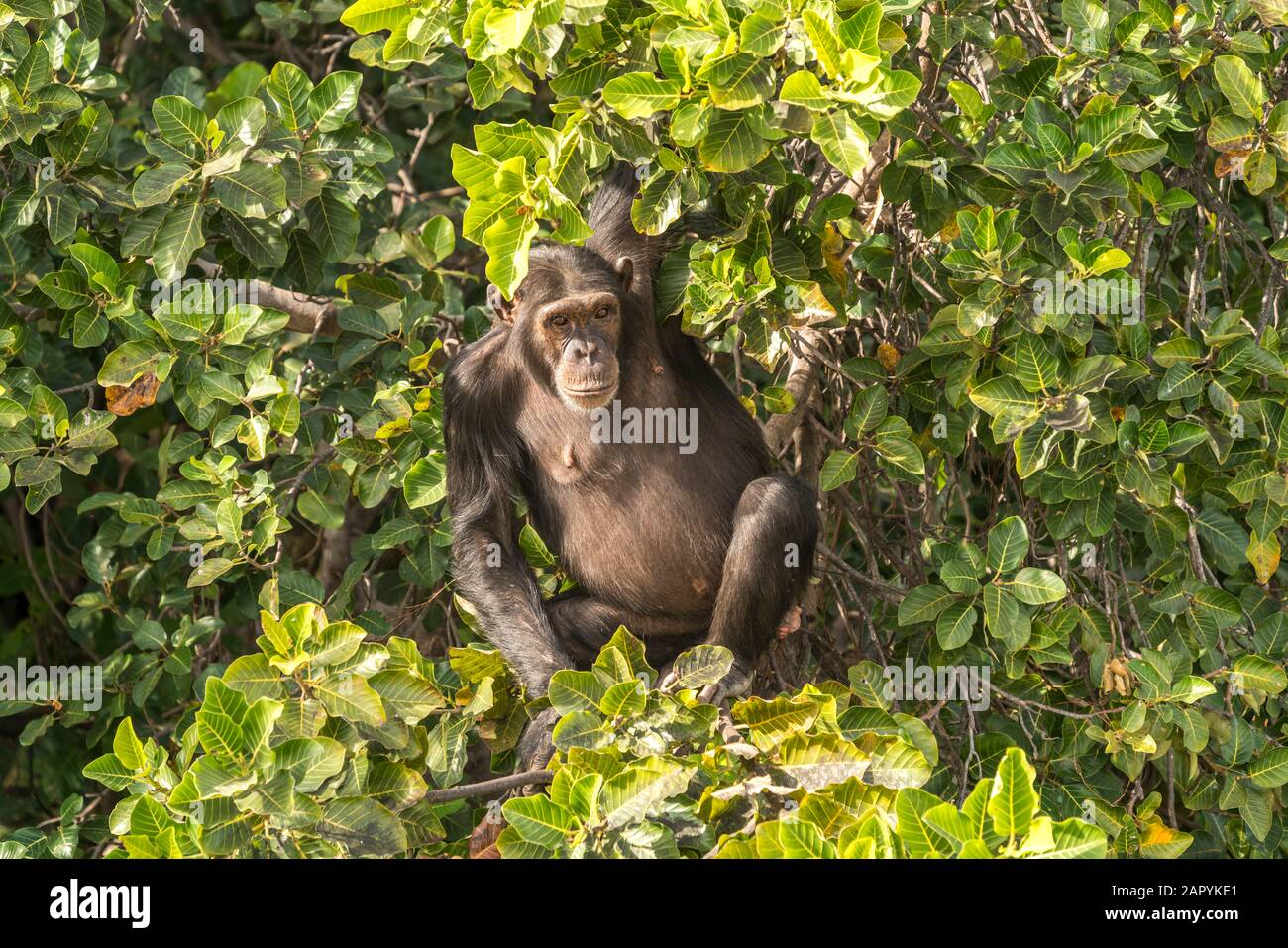 Schimpanse auf Baboon Island, River Gambia National Park, Gambia, Westafrika  |  Chimpanzee on  Baboon Island, River Gambia National Park, Gambia, Wes Stock Photo