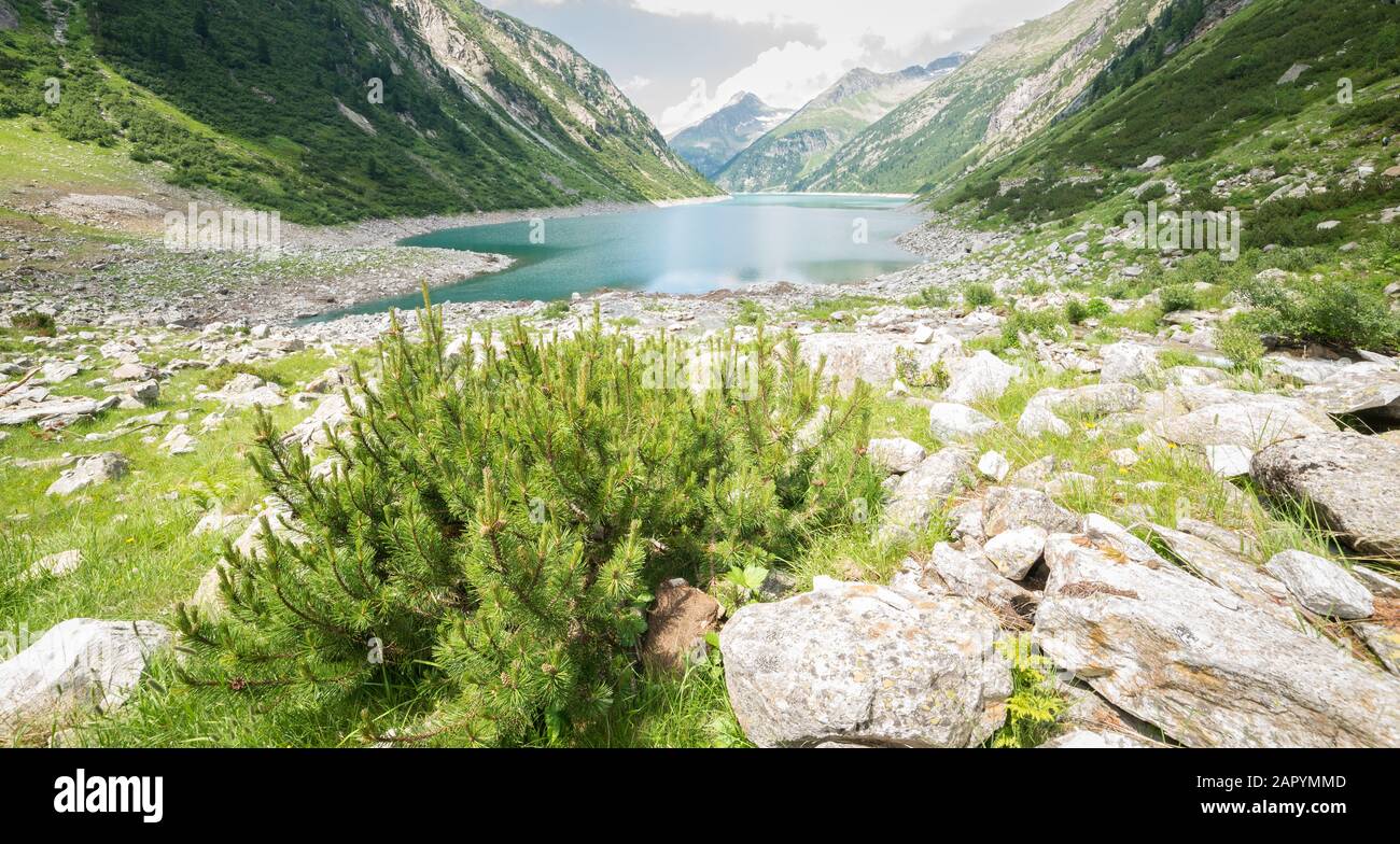 View of a blue lake in the Alps with dwarf pine in the foreground Stock Photo