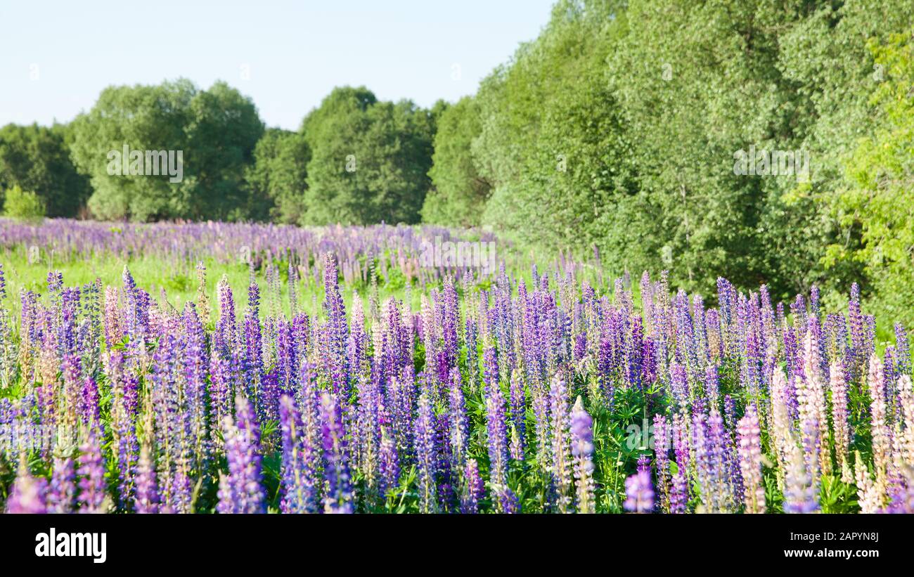 Blooming lupine flowers. A field of lupines. Violet and pink lupin in meadow. Colorful bunch of lupines summer flower background or greeting card. Stock Photo