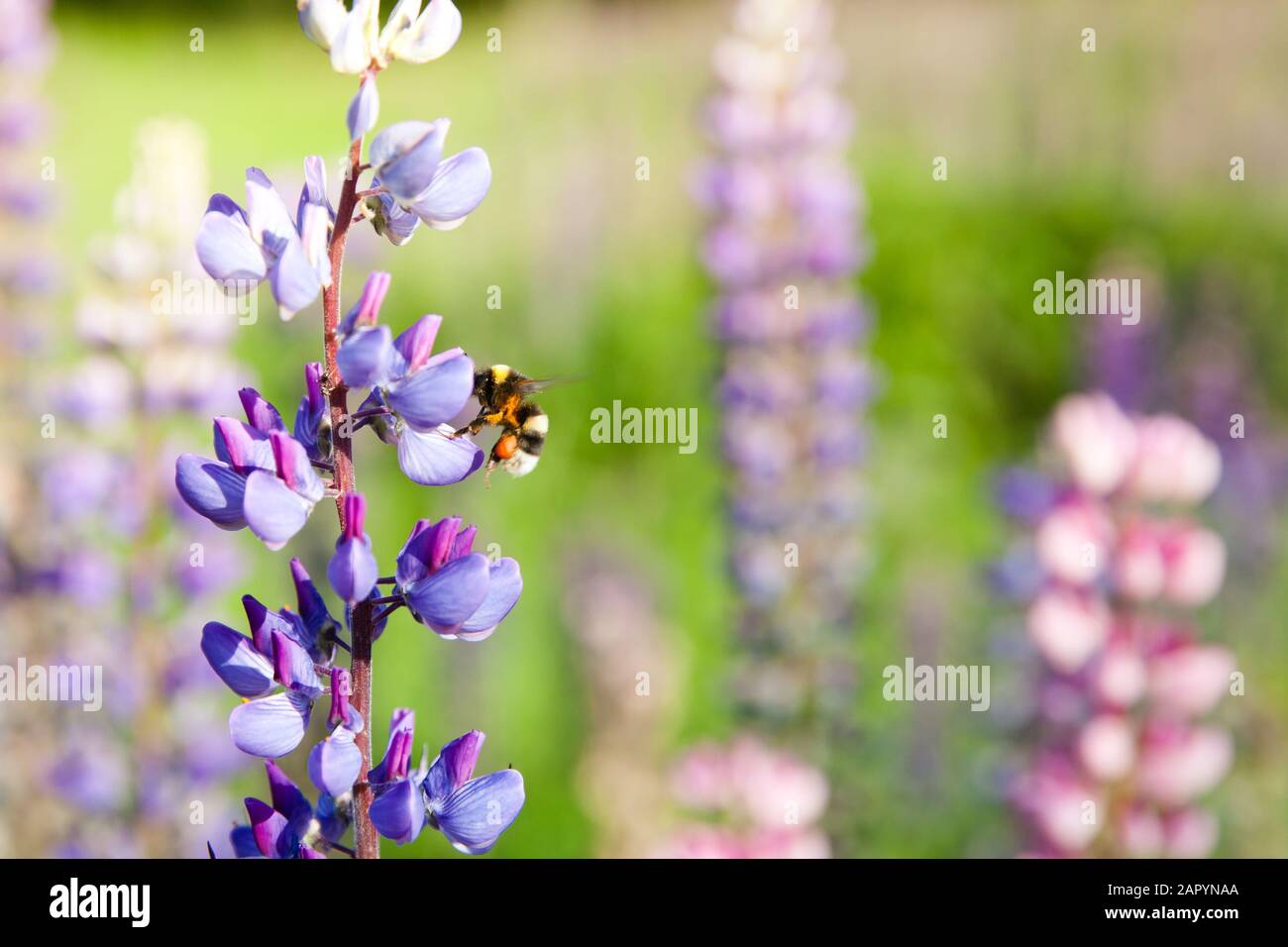 bumble bee flying around violet lupine blossoms. lupin and bumblebee. Landscape with wildflowers. Stock Photo