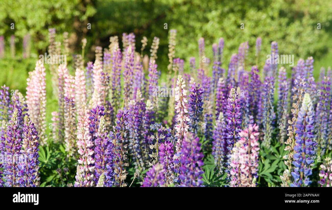 A field of lupines. Violet and pink lupin in meadow. Colorful bunch of lupines summer flower background or greeting card. Summer meadow with blooming lupins. Stock Photo