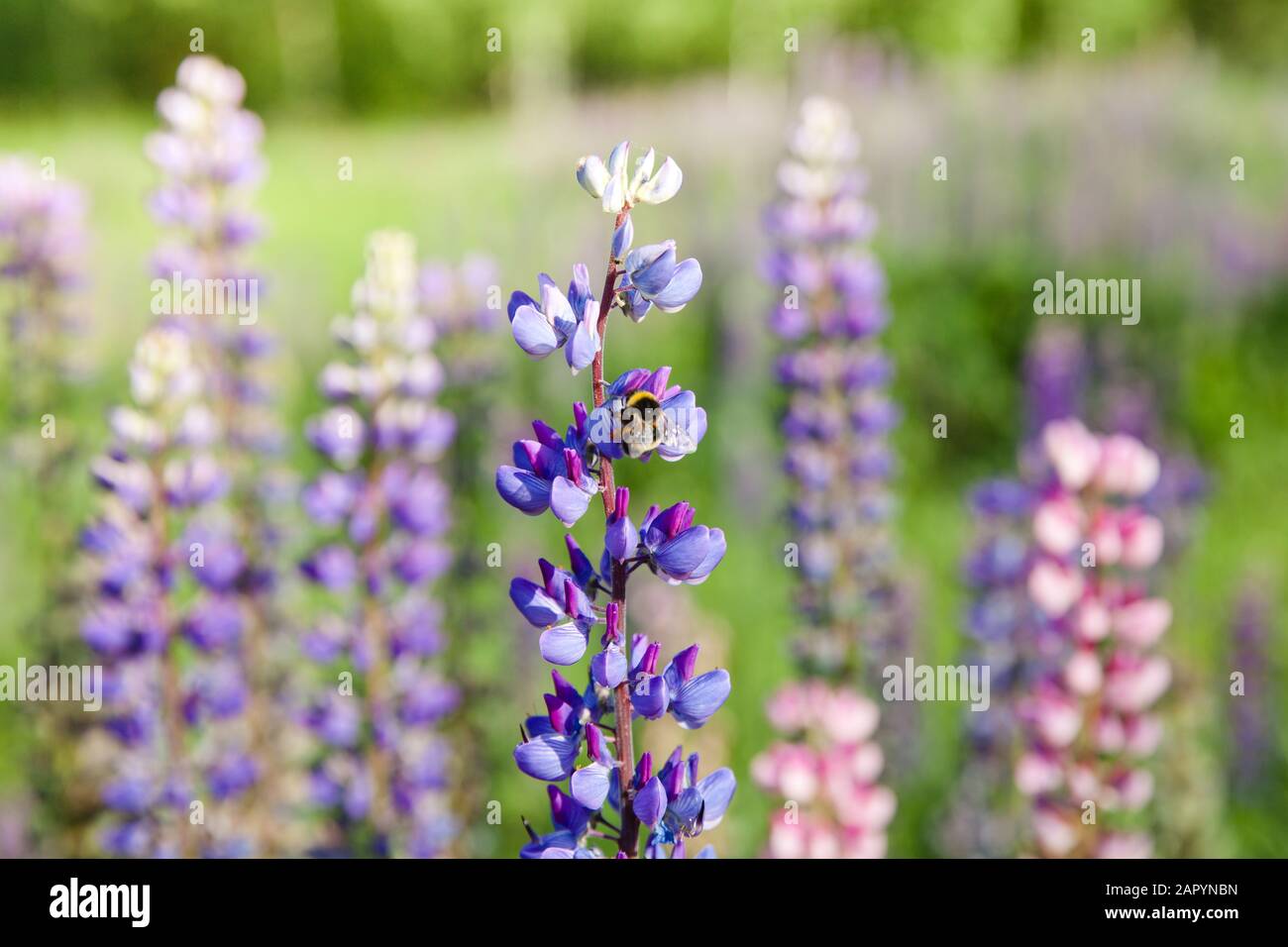 bumble bee collecting nectar on a purple lupine. Blooming lupins in the summer. Landscape with wildflowers. Stock Photo