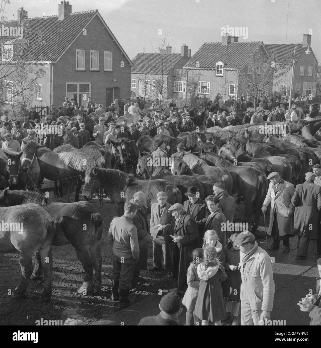 Annual horse market at Hedel Date: November 7, 1960 Location: Hedel Keywords: horse markets Stock Photo