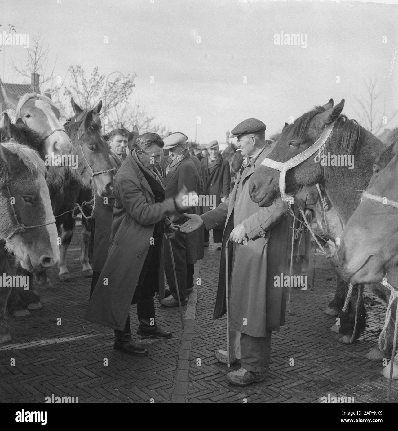 Annual horse market at Hedel Date: November 7, 1960 Location: Hedel Keywords: horse markets Stock Photo