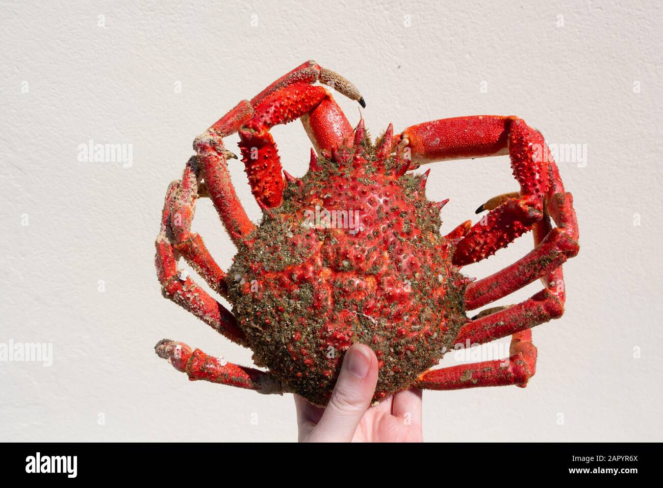 Woman spider hand hi-res stock photography and images - Alamy