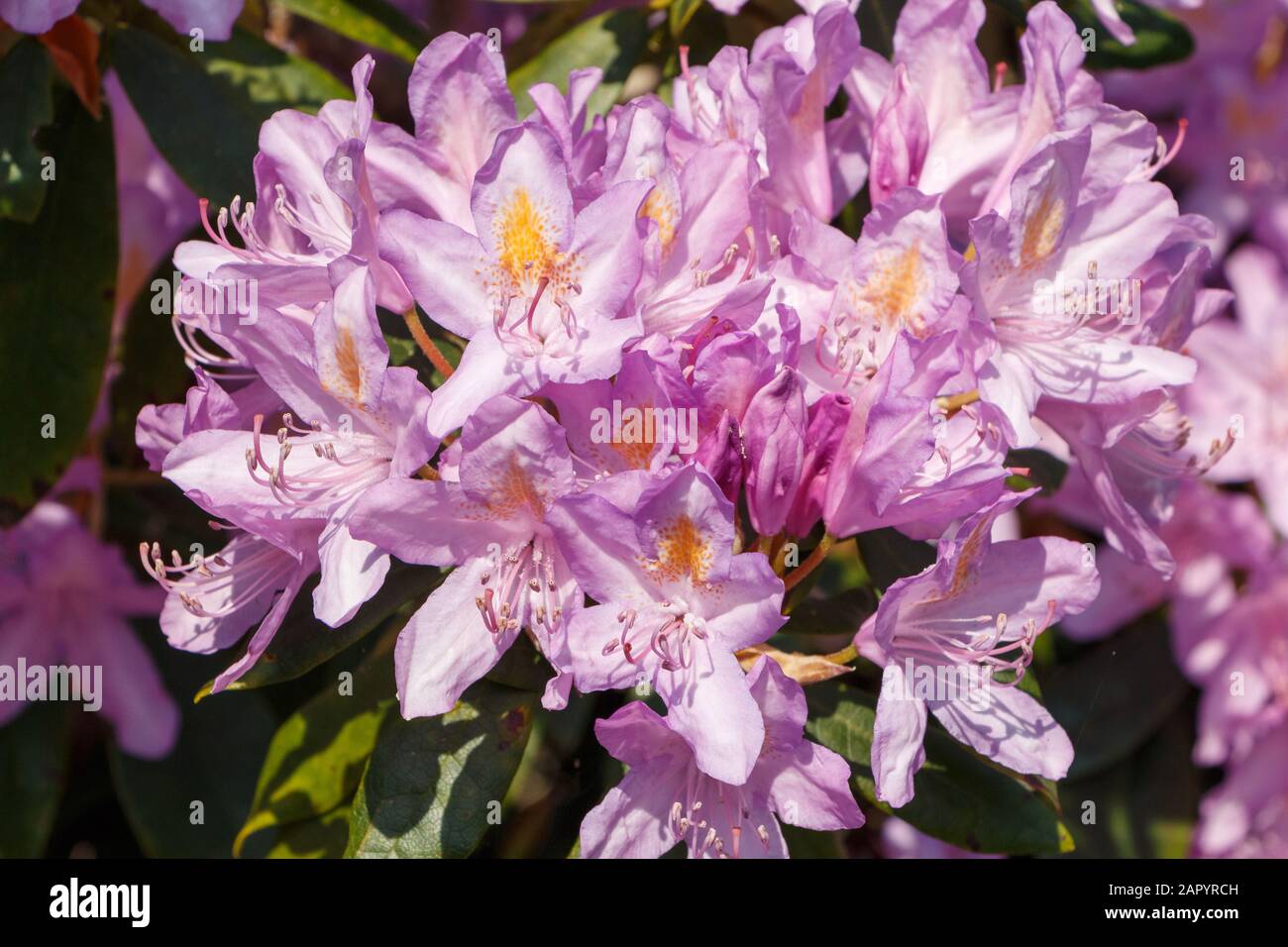 Spring Rhododendron Rhododendron during spring hi-res stock photography and images - Alamy