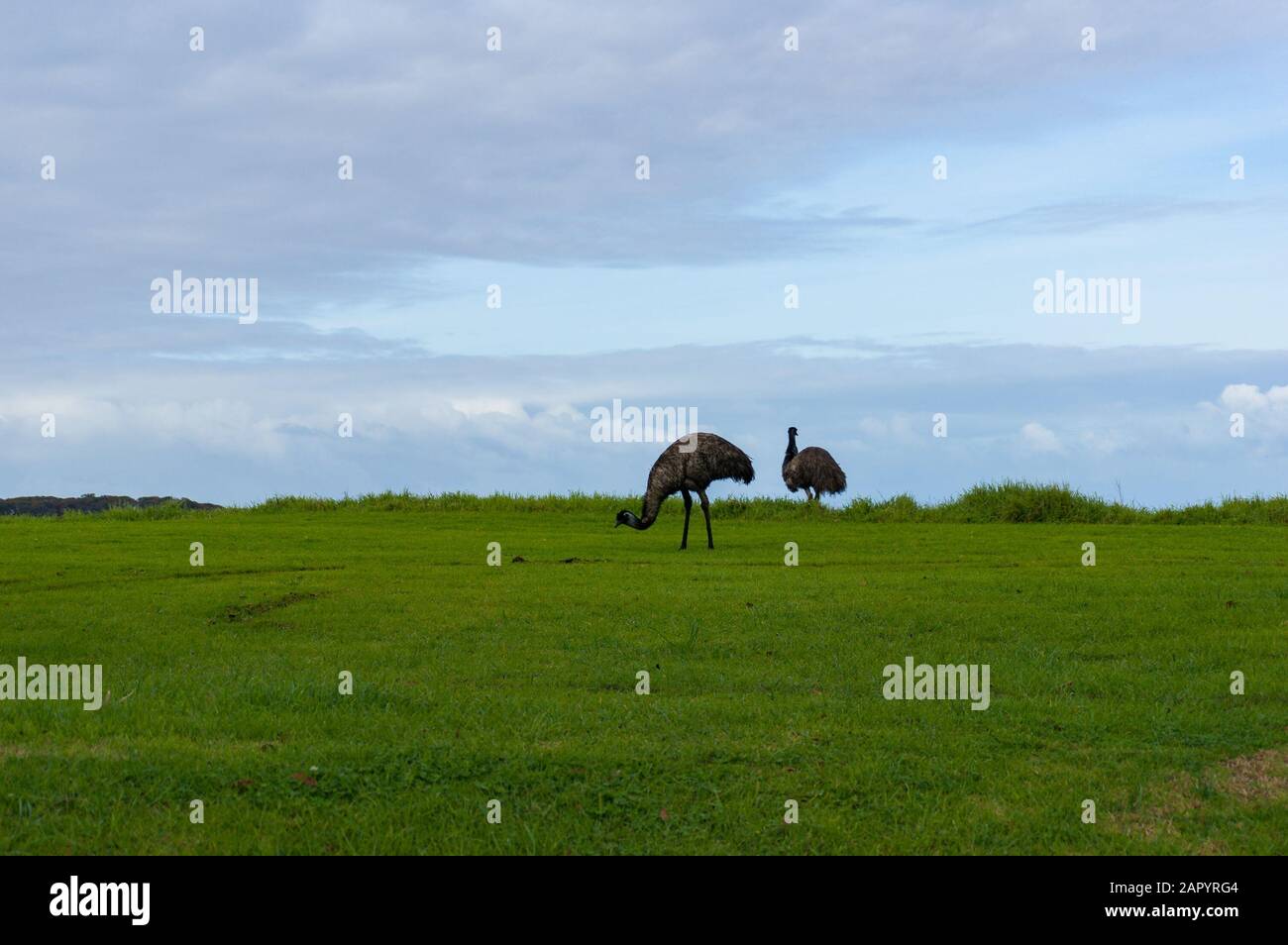 Couple of wild emu grazing on green grass. Australian wildlife landscape Stock Photo
