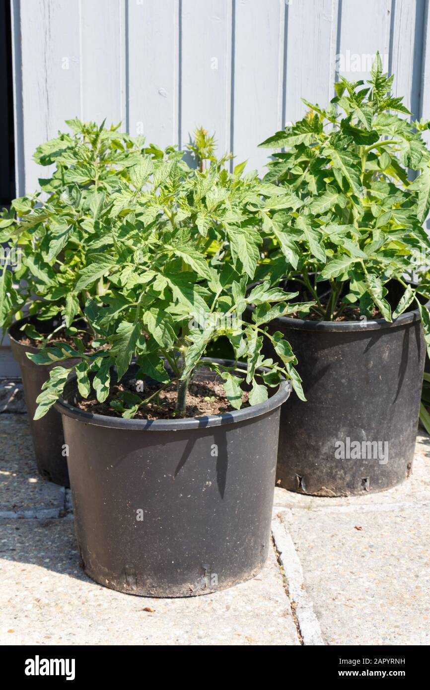 Tomato plant pot hires stock photography and images Alamy