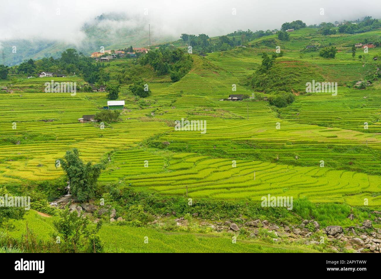 Agriculture scene with green rice terraces in rural Vietnam Stock Photo