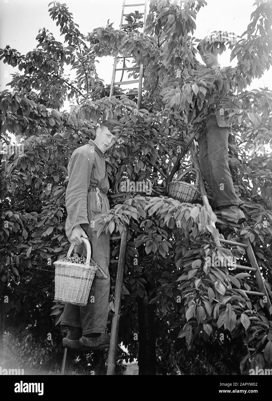 Cherry picking of the Betuwe. Pickers Date: 31 May 1948 Location: Betuwe Keywords: PLUKERS Stock Photo