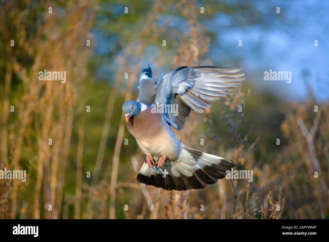 Wood Pigeon Columba palumbus in Flight Stock Photo