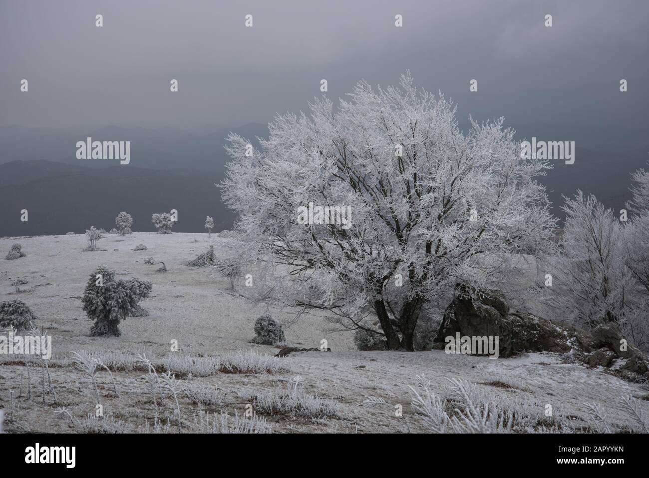 frosty landscape with fog Stock Photo