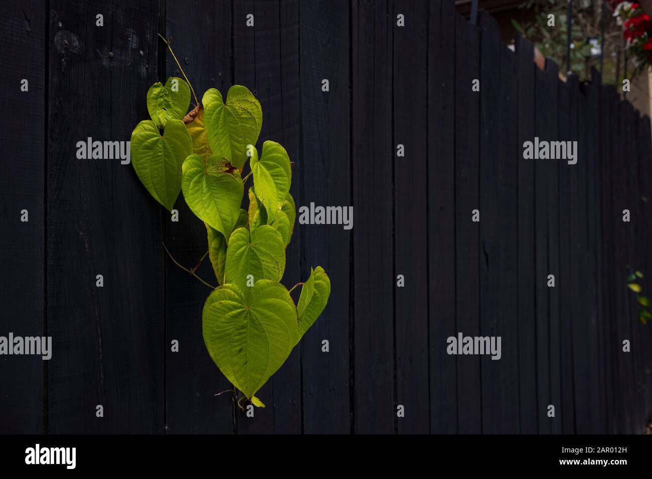 Ivy growing through a black painted, wooden privacy fence located in Florida during the winter season. Stock Photo
