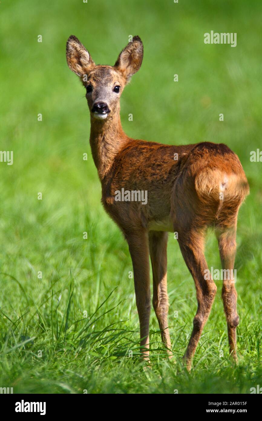 Young roe deer hi-res stock photography and images - Alamy