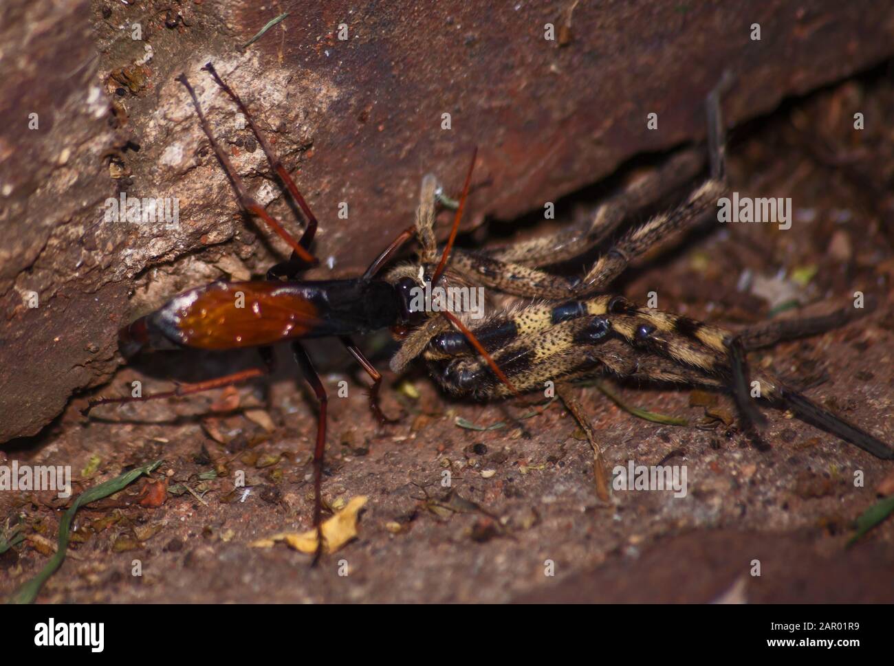 Spider eating wasp, Pompilidae Sp. with it's Rain Spider ( Palystes superciliosus) prey 8 Stock Photo