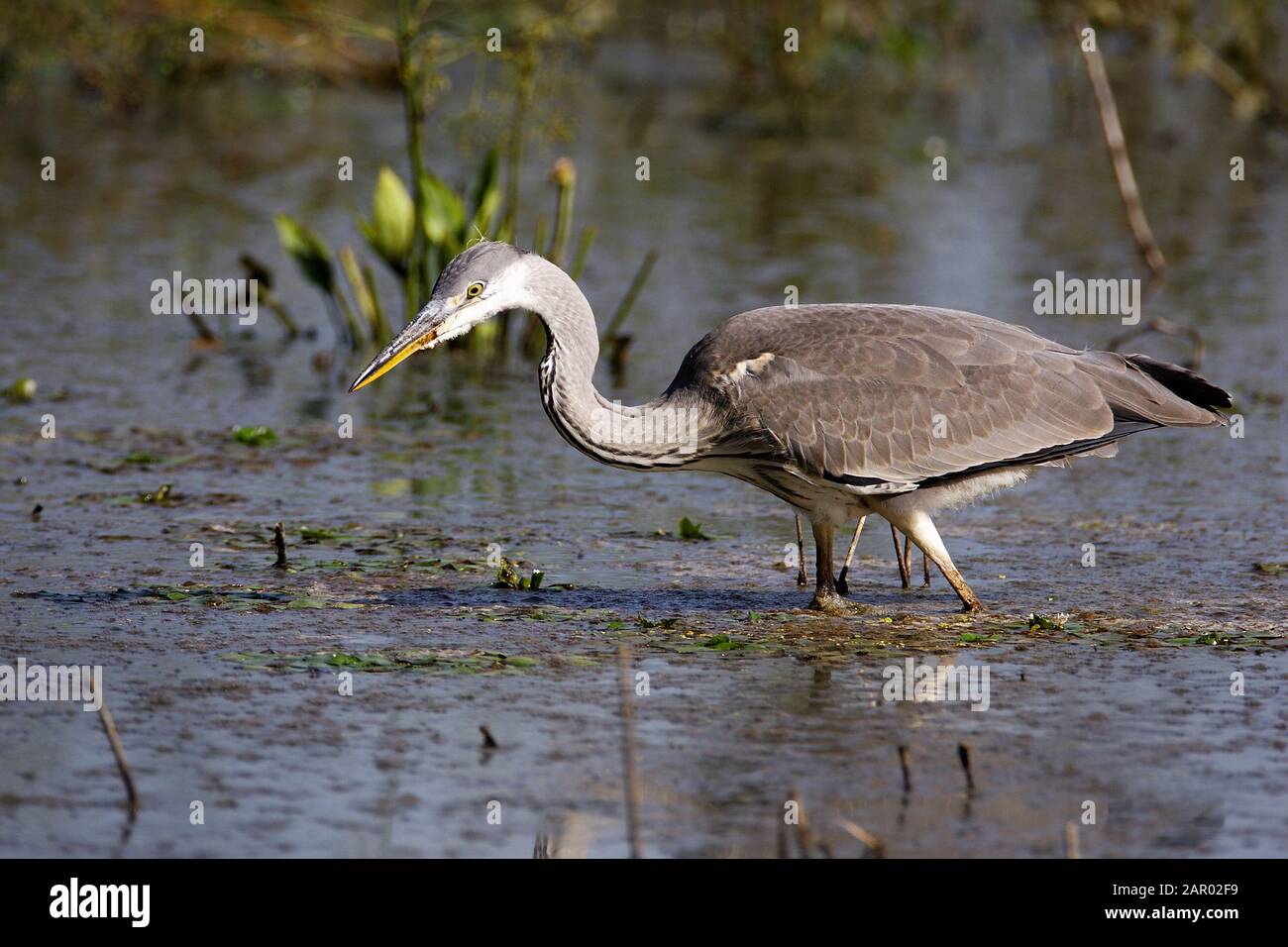 Grey heron hunting on a shallow marsh Stock Photo