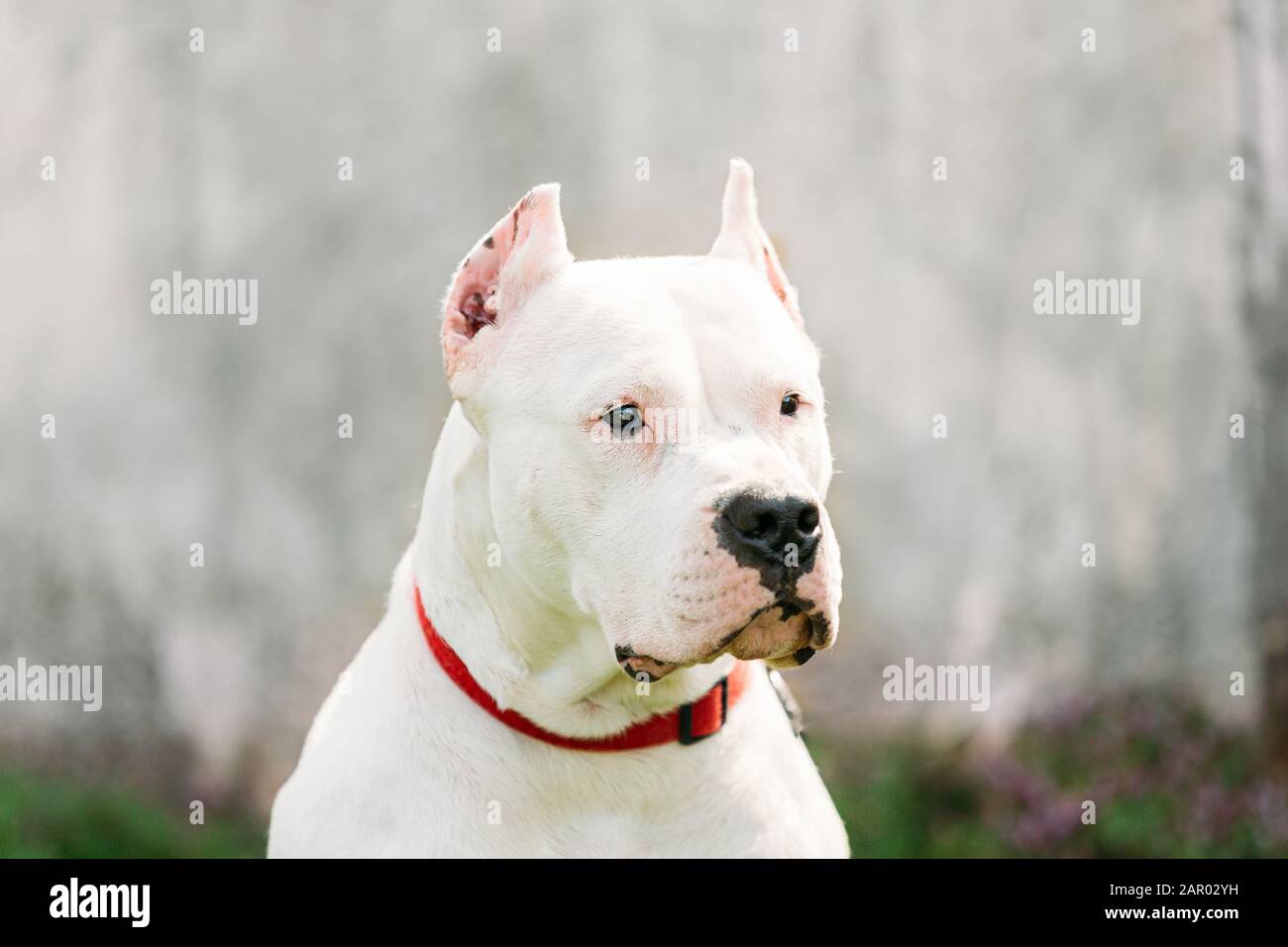 White Dog Of Dogo Argentino Also Known As The Argentine Mastiff Is A Large, White, Muscular Dog That Was Developed In Argentina Primarily For Purpose Stock Photo