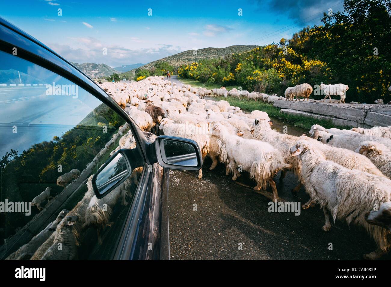 Georgia, Caucasus.  View From The Car Window Of Flock Of Shaggy White Sheep Moving Along The Highway In The Countryside In Highlands. Stock Photo