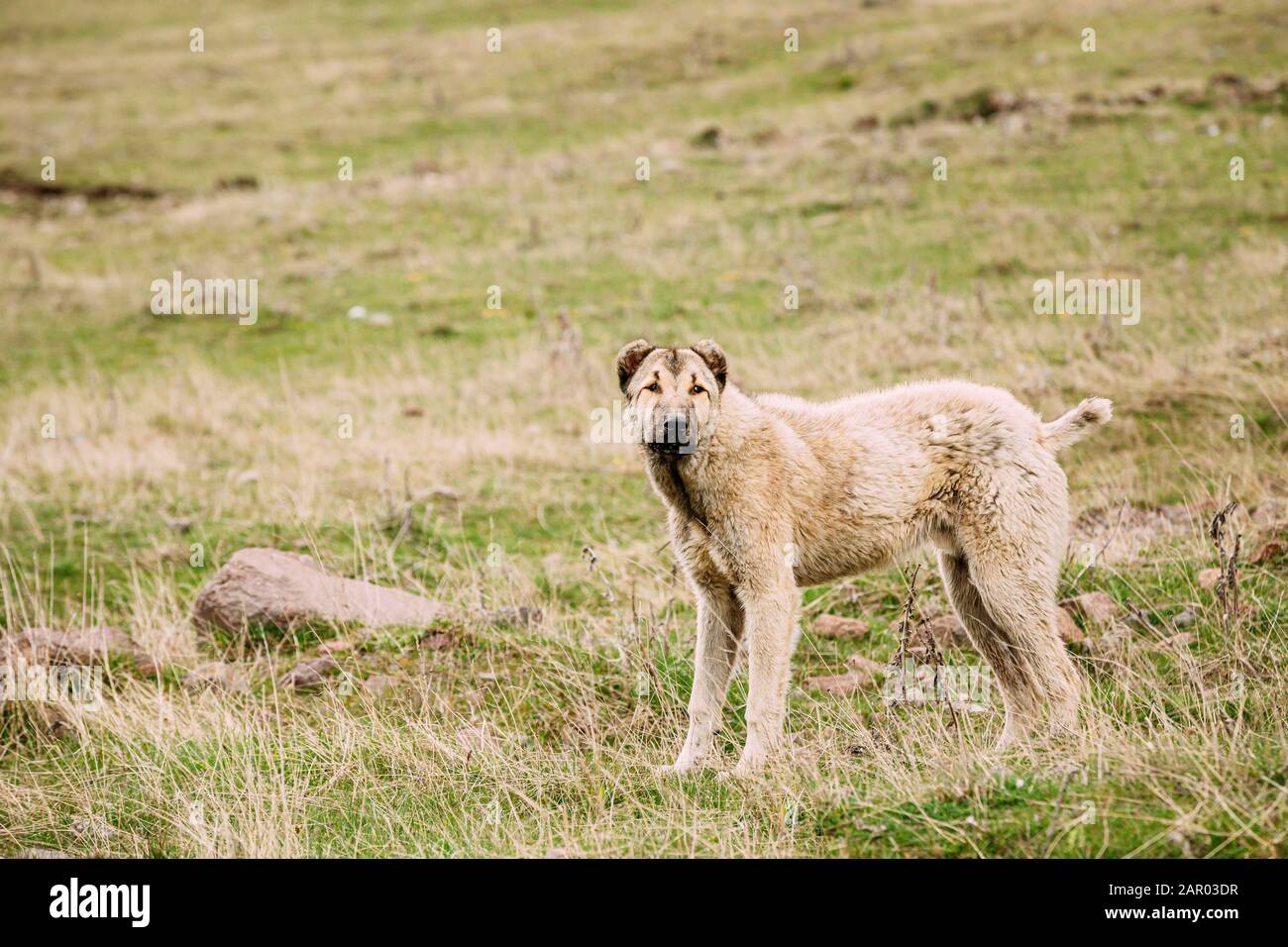 Central Asian Shepherd Dog Tending Sheep In Mountains Of Georgia. Alabai -An Ancient Breed From The Regions Of Central Asia. Used As Shepherds, As Wel Stock Photo