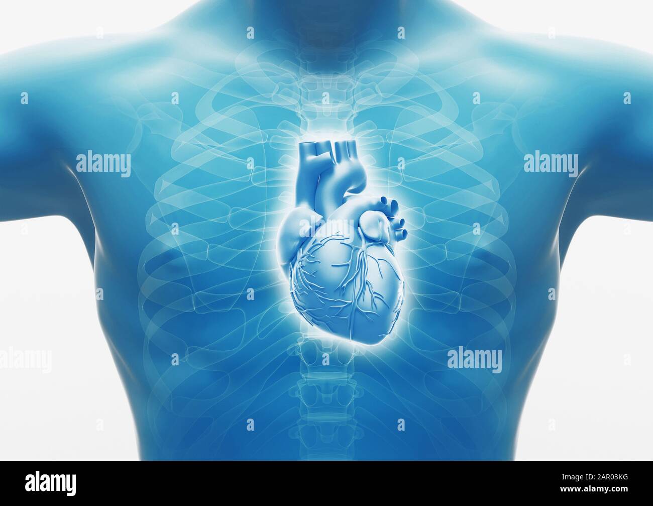 Human heart. Internal Organs Anatomy, 3D rendering Stock Photo