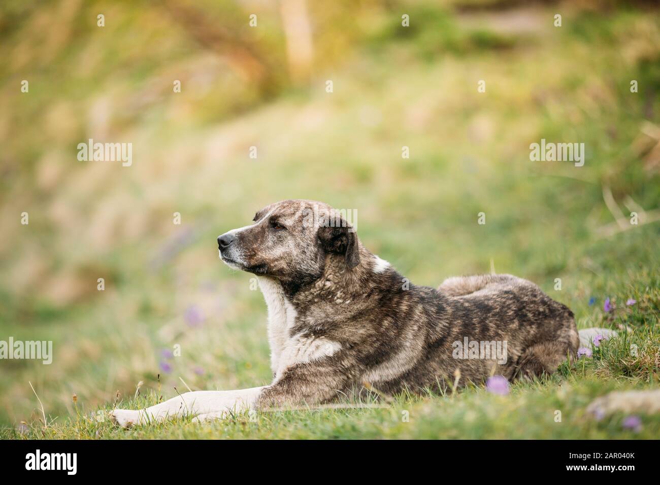 Central Asian Shepherd Dog Sleeping Outdoor In Mountains Of Caucasus. Alabai - An Ancient Breed From The Regions Of Central Asia. Used As Shepherds, A Stock Photo
