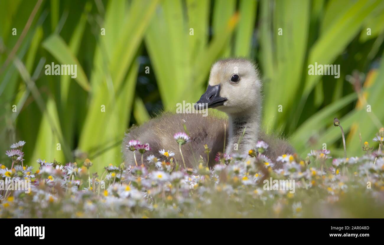 Pretty Canada Goose gosling sitting among daisies. Taken Longham Lakes UK. Showing typical beautiful peacefulness and calmness in springtime in the UK Stock Photo