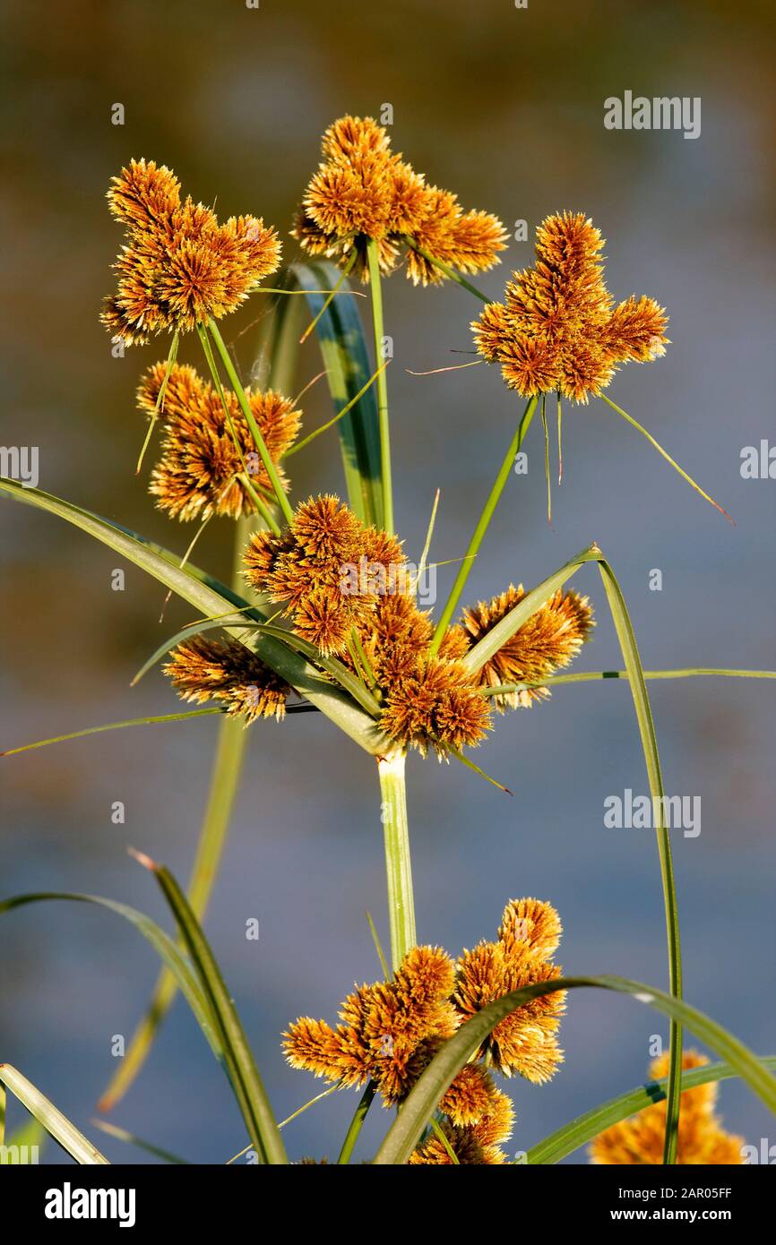 Bulrush flower hi res stock photography and images Alamy