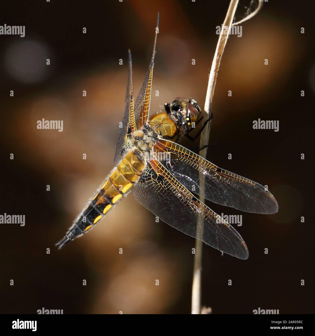 Four Spotted Chaser, Libellula quadrimaculata, dragonfly perched on a reed resting with wings outstretched with a diffuse bokeh background. Arne UK Stock Photo