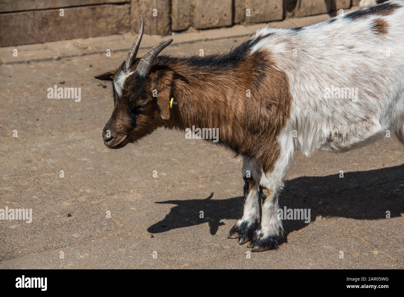 brown white goats foraging Stock Photo