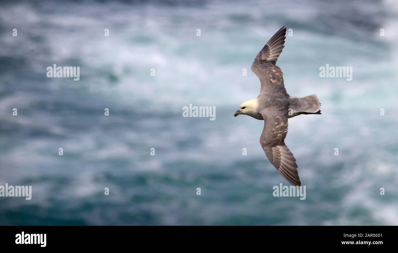 Fulmar, Fulmarus glacialis, gliding over a rough sea with wings stretched out. Taken Pembrokshire, Wales UK Stock Photo