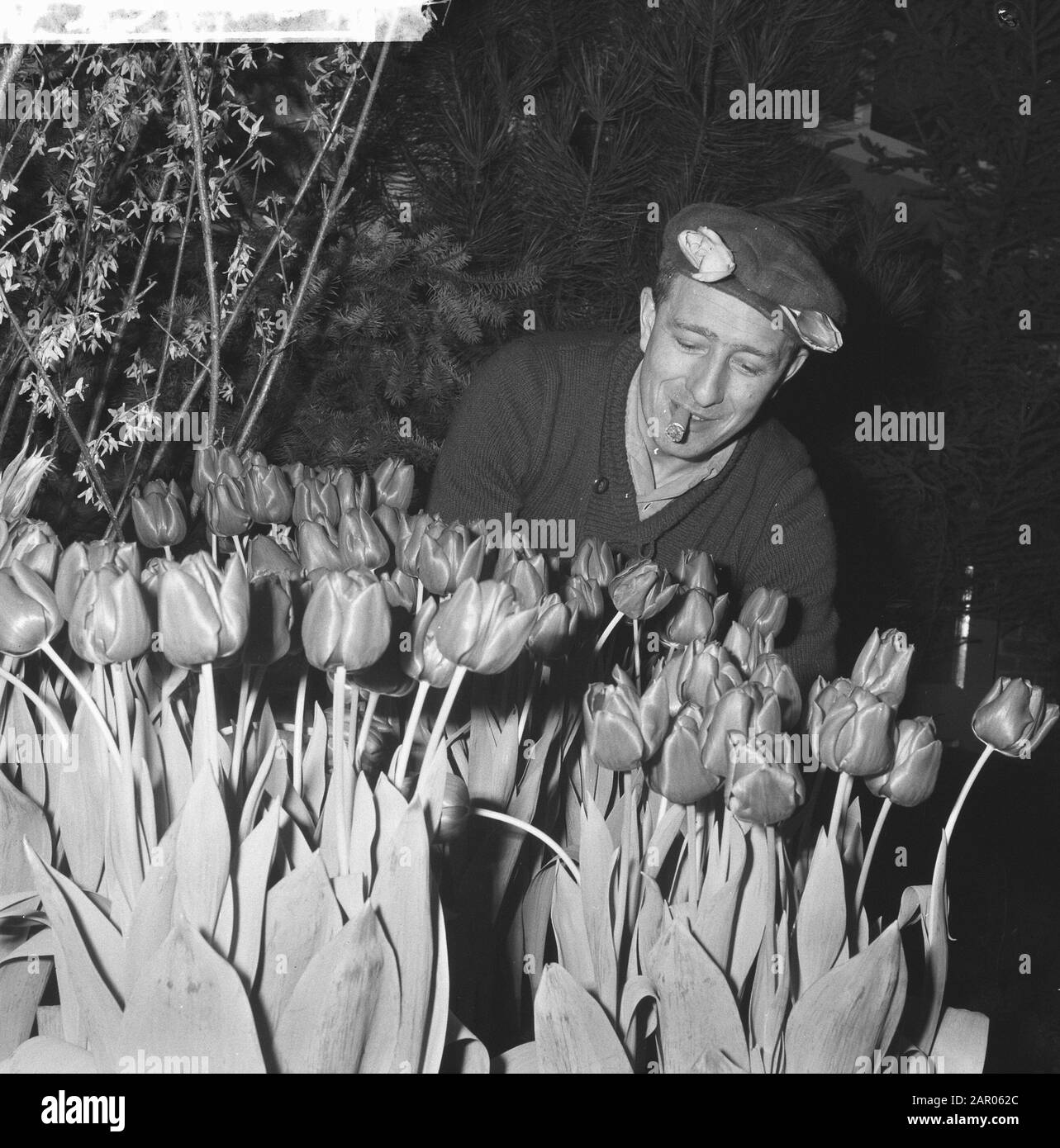 Westfriese Flora 1962 (about 700 bulbous plants). Jan Rood with his entry Date: 19 February 1962 Location: Bovenkarspel, Noord-Holland Keywords: flowers, bulbs, exhibitions Personal name: Rood, Jan Stock Photo