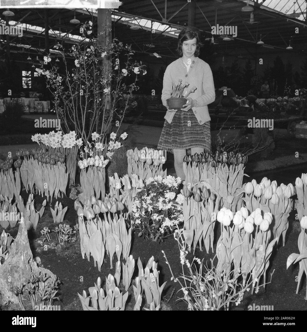 Westfriese Flora 1962 (about 700 bulbous plants) Date: 19 February 1962 Keywords: Bulbous plants Institution name: Flora Stock Photo